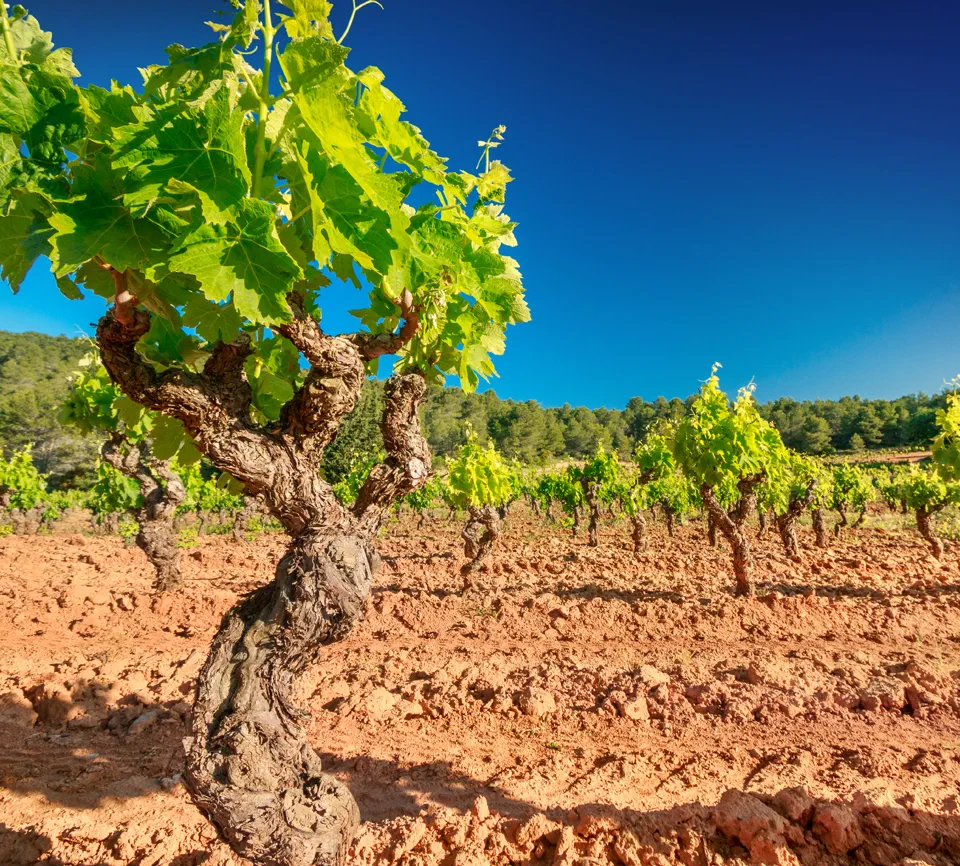 Le Domaine / Notre terroir