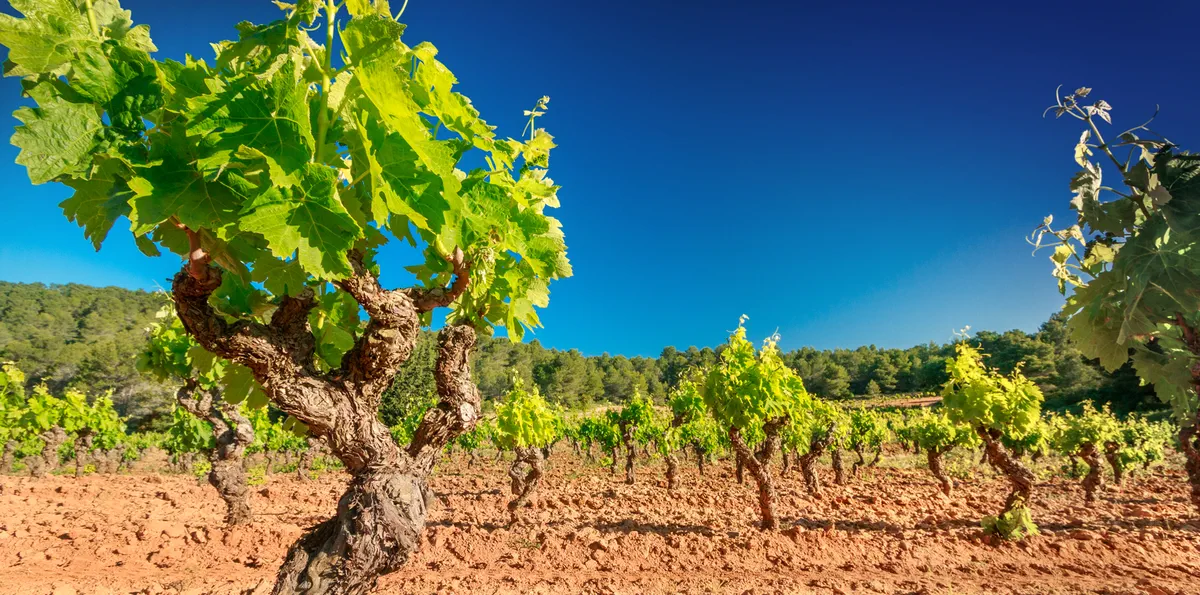 Le Domaine / Notre terroir